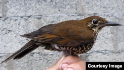 The Himalayan forest thrush was discovered in northeastern India and adjacent parts of China by a team of scientists from Sweden, China, the US, India and Russia. CREDIT