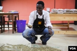 Head of Operations Alfred Mwai runs his hands through coffee beans in Kaldi Africa's warehouse in Lagos, Sept. 5, 2015. (C. Stein/VOA)