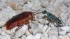 Cockroaches Could Lead to New Antibiotics
