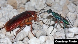 The female emerald cockroach wasp leads her prey by the antenna after stinging it to render it docile. The egg she lays on the roach will hatch, burrow inside, and feed on the roach as the wasp larva develops. (Courtesy Gudrun Herzner)