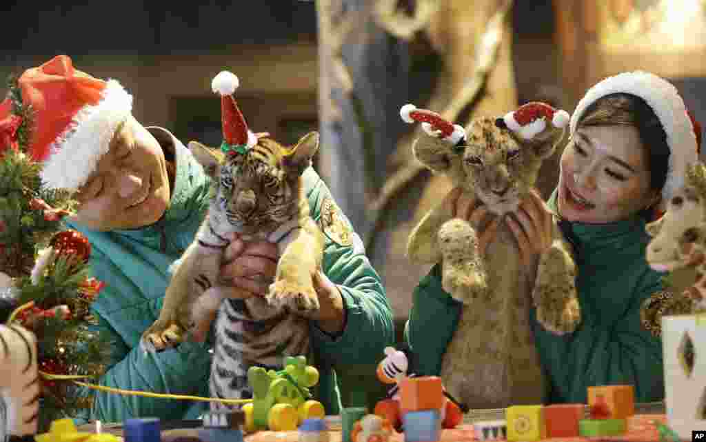 Un lion nommé Dominjun (à droite) et un tigre nommé Jangbori, déguisés en Père Noël dans un parc à Yongin, Corée du Sud, 23 décembre 2014. &nbsp;