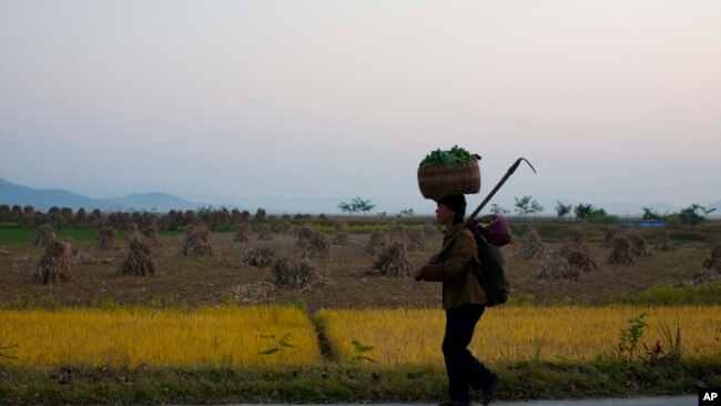 FILE - A North Korean farmer walks along a highway outside Wonsan, North Korea, Oct. 8, 2011. Prospects for crops that will be harvested in June 2019 are not promising, because of a widespread lack of rainfall and a lack of snow cover, which experts say left crops exposed to freezing temperatures during the winter.