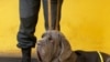 玻利維亞緝毒犬加入反毒任務