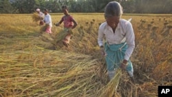 Indian women harvest rice in a field at Raja Panichanda village, outside Gauhati, India, November 2011.
