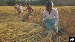 Indian women harvest rice in a field at Raja Panichanda village, outside Gauhati, India, November 2011.