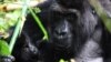 Un gorille de Grauer berce un jeune dans le parc national de Kahuzi-Biega au Sud-Kivu, dans l'est de la République démocratique du Congo, le 5 novembre 2012.