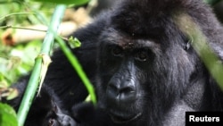 FILE - A Grauer's gorilla cradles a youngster in the Kahuzi-Biega National Park in South Kivu, eastern Democratic Republic of Congo, Nov. 5, 2012.