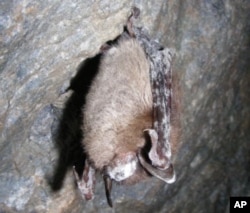 A deadly disease in bats called “white-nose syndrome” was confirmed on this tri-colored bat from a cave in Lincoln County, Missouri in March 2012. The name describes the white fungus shown on the face and wings of the infected bat.