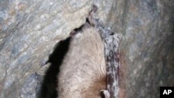 A deadly disease in bats called “white-nose syndrome” was confirmed on this tri-colored bat from a cave in Lincoln County, Missouri in March 2012. The name describes the white fungus shown on the face and wings of the infected bat.
