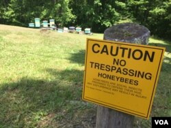 Beekeeping brings extra income to residents of West Virginia. (J.Taboh/VOA)