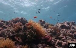 An undated handout photo received from the ARC Centre of Excellence Coral Reef Studies on October 14, 2020 shows a damaged part of the Great Barrier Reef - the vast World Heritage-listed reef off Australia's northeastern coast.