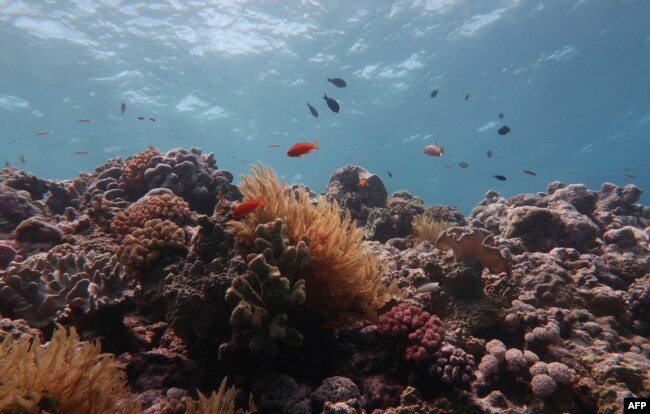 An undated handout photo received from the ARC Centre of Excellence Coral Reef Studies on October 14, 2020 shows a damaged part of the Great Barrier Reef - the vast World Heritage-listed reef off Australia's northeastern coast.