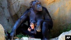 Presentan demanda en Nueva York que busca considerar ilegal mantener encerrados a los chimpancés.