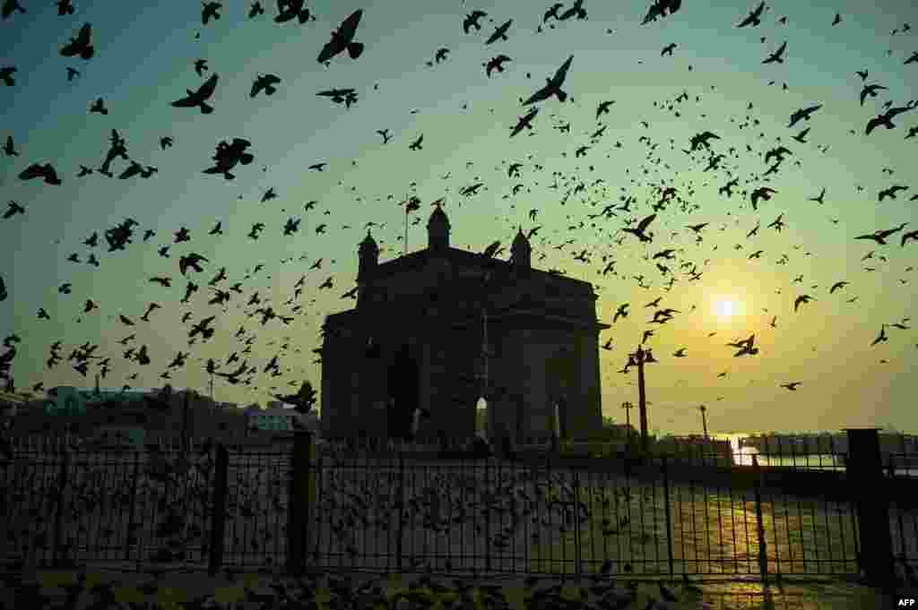 Pigeons fly over the Gateway of India at sunrise in Mumbai.