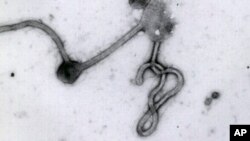 En la imagen, el virus del ébola al microscopio.