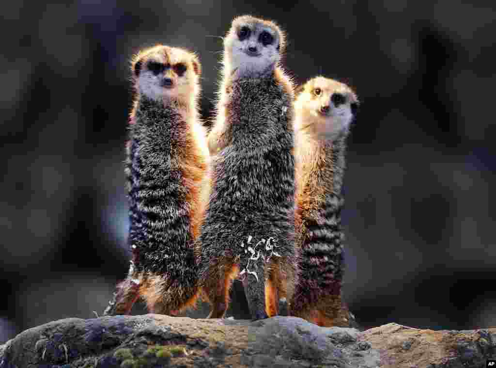 Meerkats chill under a heating lamp in their enclosure in the Opel zoo in Kronberg near Frankfurt, Germany.