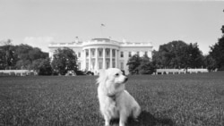 Пушинка, собака яку Хрущов подарував Кеннеді, на галявині Білого дому, 14 серпня 1963 року