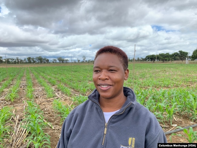 Can Drought-Proof Maize Save Zimbabwe’s Farmers?