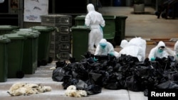 FILE - Health officers cull poultry at a wholesale market in Hong Kong after a spot check revealed the presence of H7N9 bird flu virus, June 7, 2016. China's Xinjiang region has experienced an outbreak of the virus.