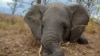 Mozambique Africa Elephants