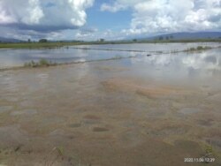 Areal persawahan di desa Meko yang terendam air luapan danau Poso sehingga tidak bisa diolah petani sejak Juli 2020. Jumat (6 November 2020) Foto : I Gede Sukaartana