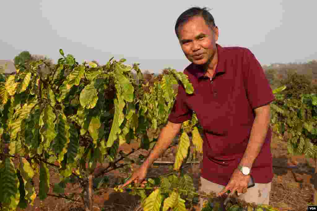 Mr. Bou Sopheap, owner of Coffee plantation resort, show the coffee trees in his plantation in Mondulkiri province on March 11th, 2015