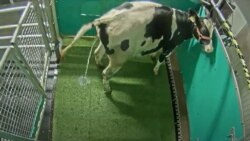 Latihan kencing bagi sapi, salah satu solusi untuk mengurangi polusi.