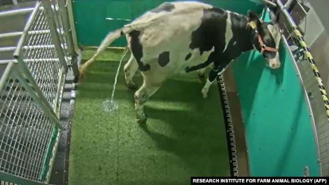 Latihan kencing bagi sapi, salah satu solusi untuk mengurangi polusi.