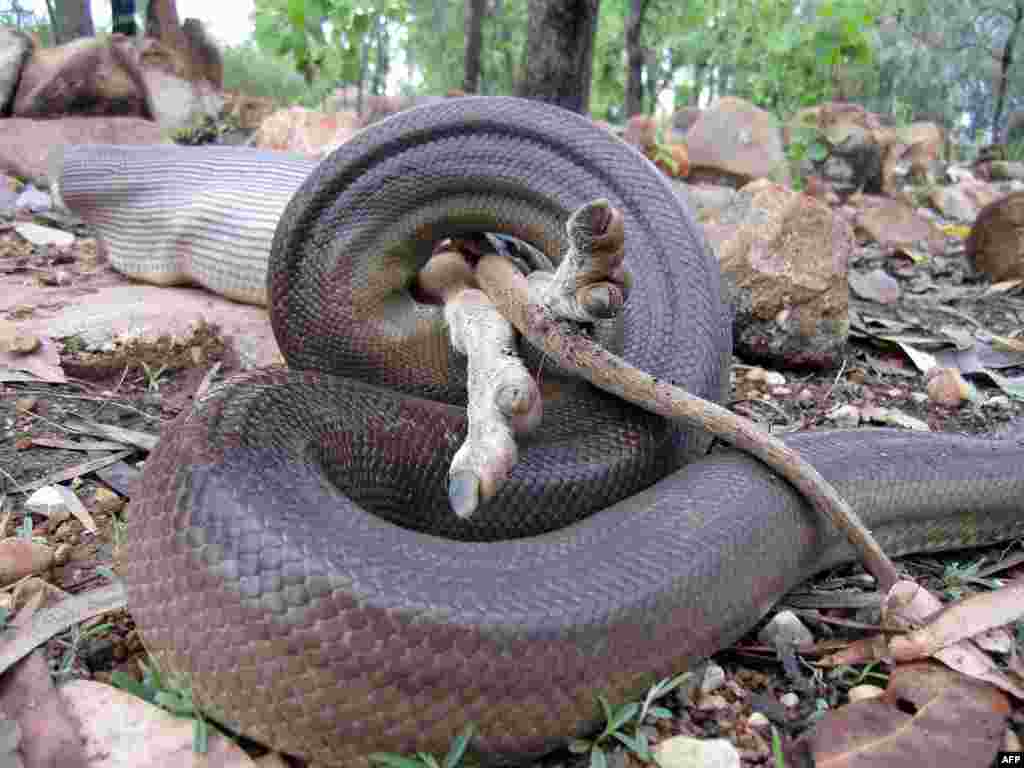 This handout picture released by the Parks and Wildlife Commission of the Northern Territory (NT) shows a python swallowing a wallaby (legs showing at center) at Nitmiluk National Park in Australia's Northern Territory.