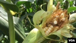 The fall armyworm can finish a whole cob of maize in a matter of days. The armyworm is seen in Zhombe, Zimbabwe, February 2017. (S. Mhofu/VOA)