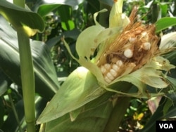 The fall armyworm can finish a whole cob of maize in a matter of days thus exposing Zimbabwean farmers to another year of food shortages as corn is their staple crop, in Zhombe, Zimbabwe, Feb, 2017. (S. Mhofu/VOA)