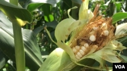 The fall armyworm can finish a whole cob of maize in a matter of days thus exposing Zimbabwean farmers to another year of food shortages as corn is their staple crop, in Zhombe, Zimbabwe, Feb, 2017. (S. Mhofu/VOA)