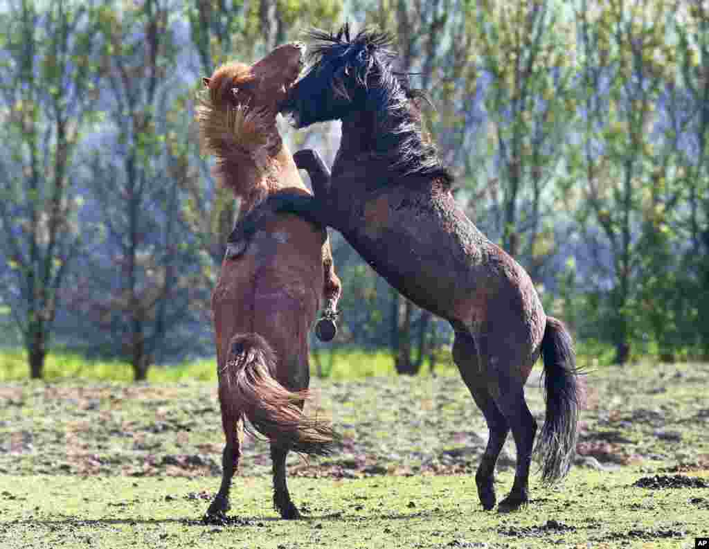 بازی کردن اسب های ایسلندی در چراگاهی در نزدیکی فرانکفورت