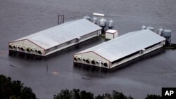 A hog farm is inundated with floodwaters from Hurricane Florence near Trenton, N.C., Sept. 16, 2018.