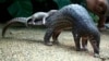 Pangolins Are Most Trafficked Mammal
