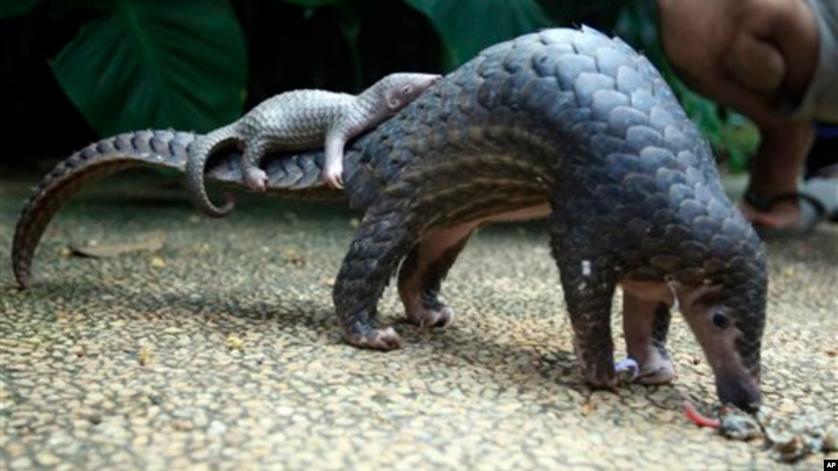 Kamerun Sita 670 Kilo Sisik Pangolin Yang Siap Dikirim Ke Malaysia