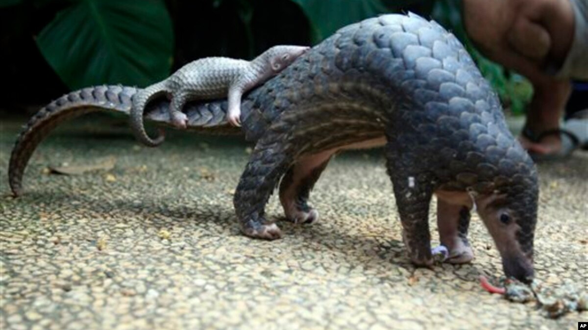 Trenggiling Mamalia Yang Paling Banyak Diselundupkan