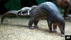 Pangolin carrying its young. Scaly anteaters called endangered by conservation groups. 