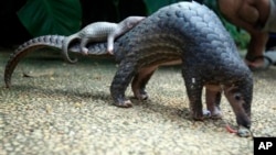 Pangolin carrying its young. Scaly anteaters called endangered by conservation groups. 