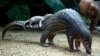 FILE - A pangolin carries its young. The scaly anteaters is one of the animals used in traditional medicine. 