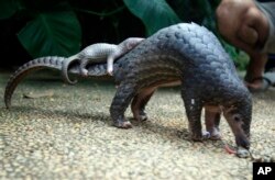 Pangolin carrying its young. Scaly anteaters called endangered by conservation groups.