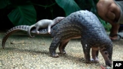 FILE - A pangolin carries its young. The scaly anteaters is one of the animals used in traditional medicine. 