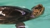 Climate Change Affecting Gender of Endangered Green Sea Turtles