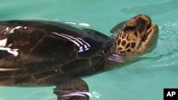 FILE - A rehabilitated green sea turtle comes up for air during a health check at Oceanworld Manly in Sydney, Australia, May 23, 2012. 