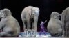 What Is the Future of the Circus in America?