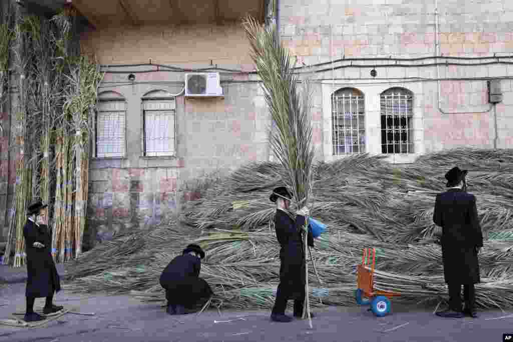 이스라엘 3대 명절 중 하나인 &#39;숙곳(Sukkot)&#39;에 앞서 초정통 유대교 신자들이 예루살렘에서 축제 때 쓰이는 임시 초막인 &#39;숙가(Sukkah)&#39;를 짓기 위해 종려나무잎을 사고 있다.