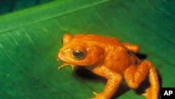 Last seen in 1989, the Costa Rican Native Golden toad went from abundant to extinct in a little over a year.