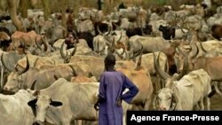 FILE - A herder stands at a cattle camp in Toch, Warrap state, South Sudan, April 24, 2016. Recent intercommunal fighting in the state has been linked to cattle theft.