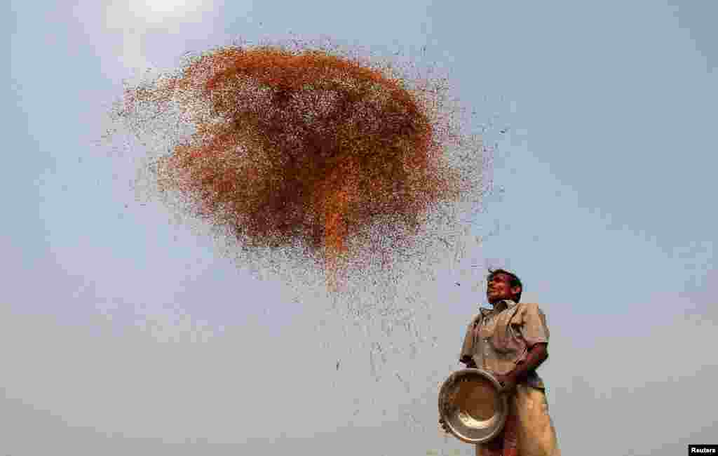 Seorang petani menampi padi di pinggiran kota Agartala, India.