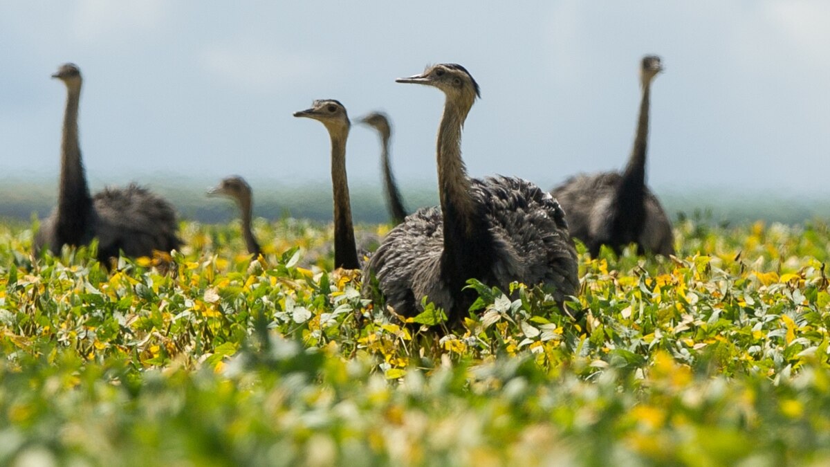 The cerrado vegetation of Brazil